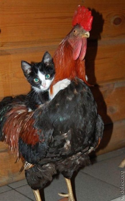 A small pussy and a big cock