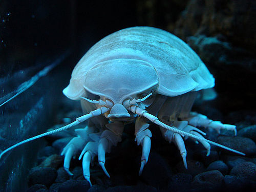 a giant isopod..they do exist,and believe me,it's more than an average bedbug/dust mite