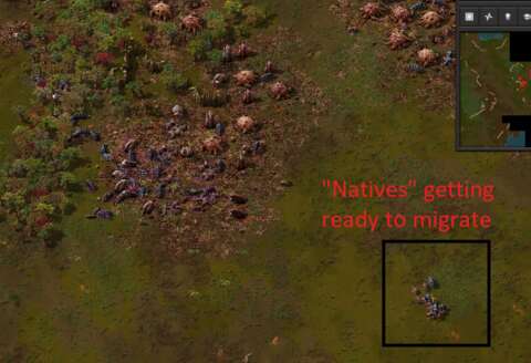 Seen here is a group of “natives” that are accumulating their numbers for a migration.