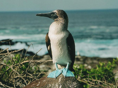 Fun fact: The blue-footed booby has an approximate wing span of 62 inches.