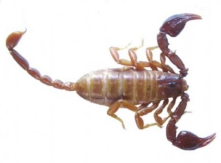 Small wood scorpion found in south western Turkey, Nov 11 2013