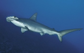 Scalloped Hammerhead Shark found off the US East Coast, Nov 8 2013