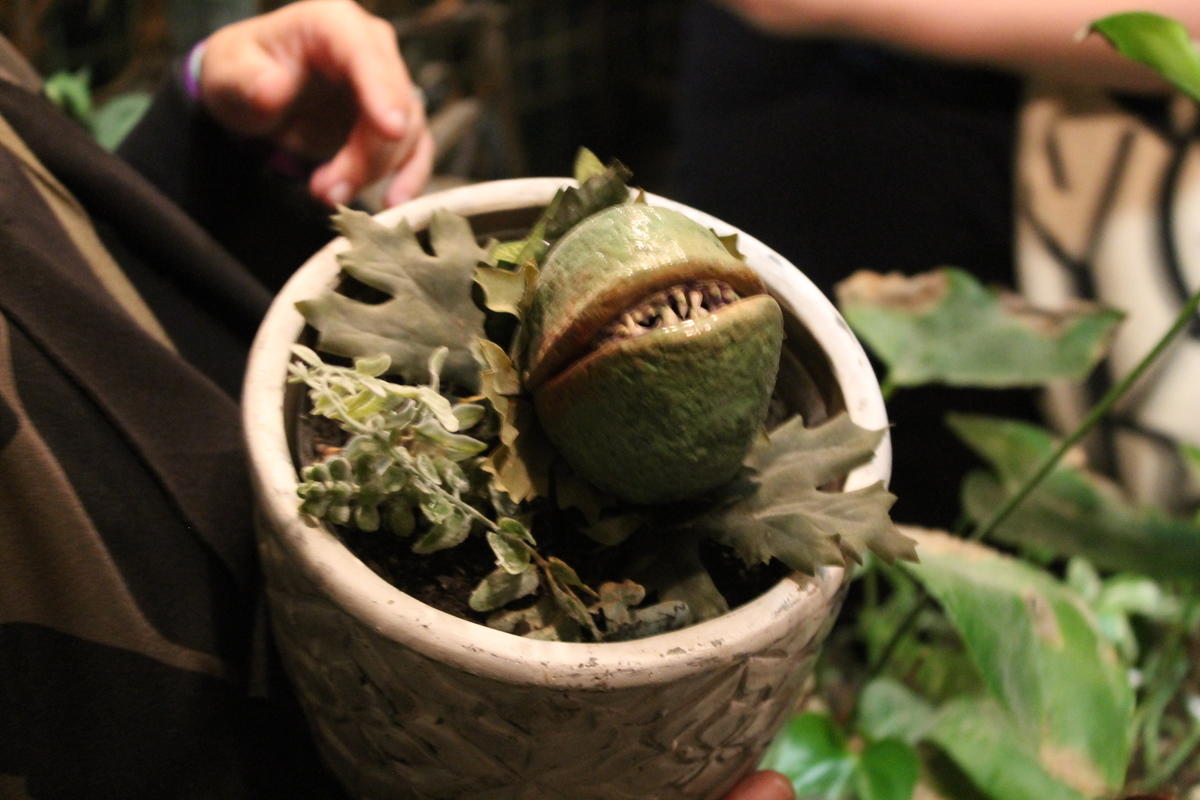9. Baby Venus flytrap inspired by Little Shop of Horrors