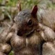 silver_squirrel
