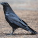 Avatar image for ravenbasher