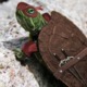 Avatar image for raf_turtle
