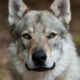 Avatar image for wolfdogs